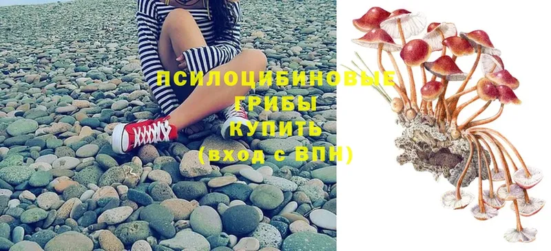 Галлюциногенные грибы Psilocybe  Кузнецк 